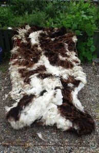 wool drying jacob fleece-wm