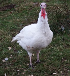 white-turkey-stag-dscf4976