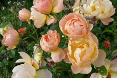 40549209_1889904324382199_7797797895104626688_o