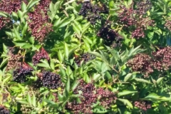 IMG_20180901_004419_081