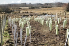 Tween Copse DSCF2030