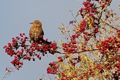 bird hawthorn sky 20181006_173138
