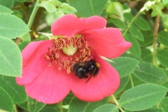 bug of hte day DSCF3917