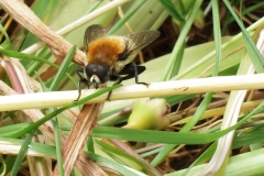 bug of the day DSCF3615