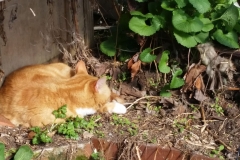 contented caorrunn 20180405_151011