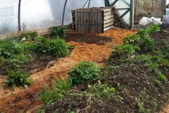 growing tunnel lower tidied up April 20180405_152839