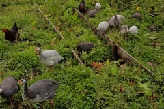 guinea fowl 20180913_103601