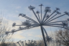 ice flower head 20180107_095744
