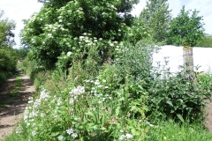 life elder comfrey flowers loganberry DSCF3708