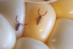 mini bugs on sweetcorn 20180908_170757