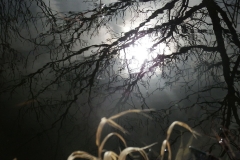 pond reflections DSCF2110