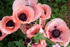 poppies garden DSCF3878