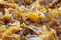 seaweed kelp 20180913_133643