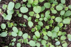 seedlings tunnel 20180317_124510