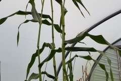 sweetcorn 20180908_151907