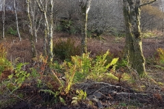 trees light 20181120_114849