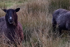 BLF ladies 20181027_174234