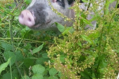 IMG_20180618_014825_713