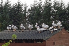 muscovies-gathered-roof-20181011_090310