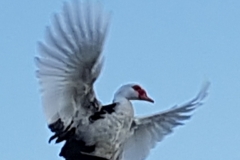 muscovy flight landing 20181124_090749