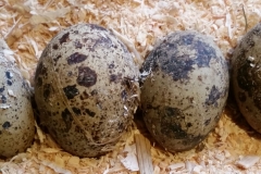 quail eggs 20180112_142005