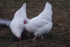 white sussex hens for sale 20180115_090015