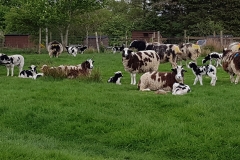 2019-ewes-and-lambs