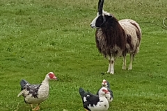 2020-son-of-fraser-4-horn-tup-sm