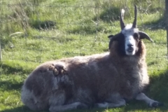 4-horned-ewe-meadow-keeping-20180516_083219