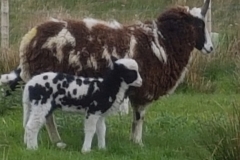 Kintaline-ewe-and-lamb