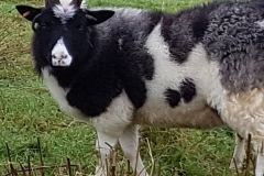 dark-grey-4-horned-a