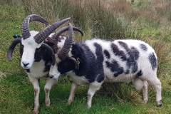 tups-nov-20201027_083556