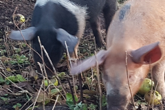 free range pigs browsing