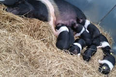 sow and piglets 20170623_113225