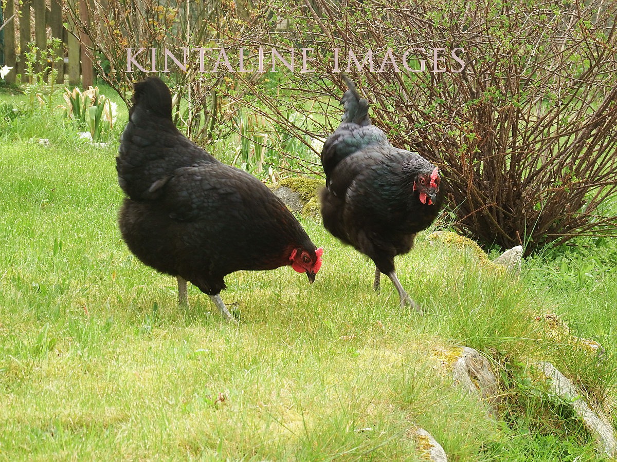 Black Rock pullets and growers being delivered 13th August 2016