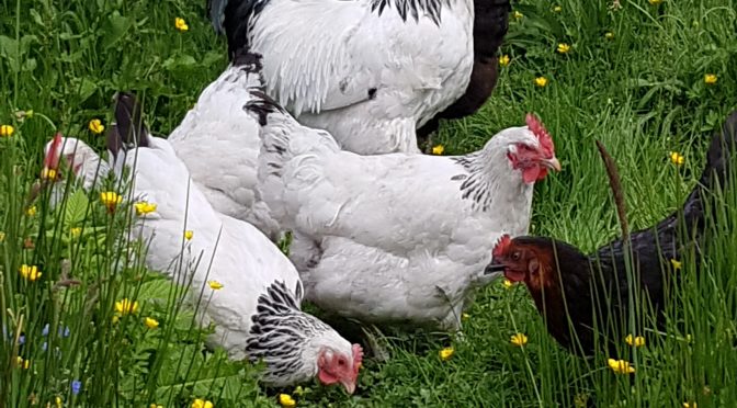 Light sussex breeding chickens